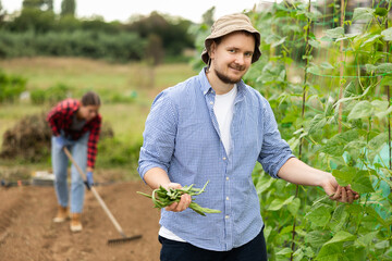 European man is holding ripe beans in hands. He has grown large crop in garden, plucks and collects...
