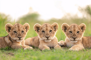Obraz premium Three Adorable Lion Cubs Resting on Grass – Wildlife Photography and African Safari Concept