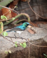 sunbird