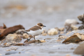 Kentish plover (Charadrius alexandrinus) foraging in riverbank. The Kentish Plover is a small, coastal bird with pale plumage, found along sandy shores, wetlands, and salt flats.