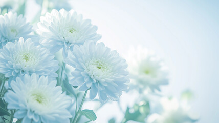 Fototapeta premium 白菊
