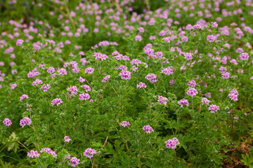 Obraz premium Beautiful flowers of grassy plant violet Geranium meadow outdoor