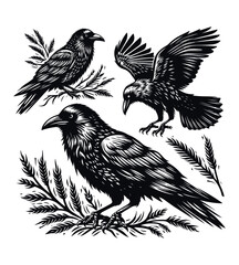 Obraz premium Crow silhouette vector illustrations