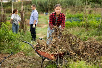 Girl places dry tops in a wheelbarrow for disposal