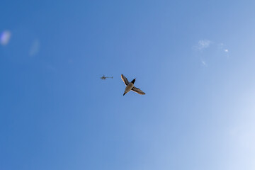 a view of a common Murre flying in front of a helicopter tour taken from below. 