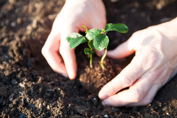 ミカンの苗木を植える