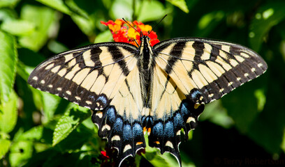 butterfly on a flower