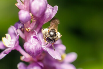 close up of a bee on Liriope muscari