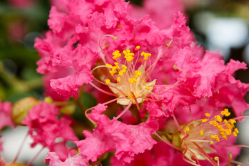 Beautiful blooming crape myrtle in sunny September