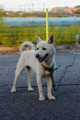 white dog on a chain in the yard
