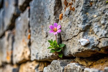 A delicate flower blooms in the cracks of a weathered stone wall, symbolic of strength and perseverance in