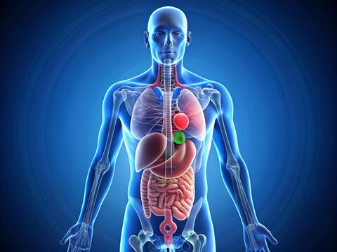 A Medical Illustration of a human body highlighting the organs that can be donated, including kidneys, liver, lungs,
