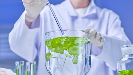 Photo template with image of scientist holding a liquid container with gotu kola branches in one hand and a glass rod in the other hand preparing to stir, next to other chemical containers.