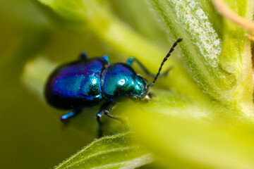 close up of leaf beetle inhabiting on the leaves of wild plants. Altica beetle. Close-up Blue Milkweed Beetles (Chrysochus pulcher)