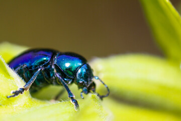 close up of leaf beetle inhabiting on the leaves of wild plants. Altica beetle. Close-up Blue Milkweed Beetles (Chrysochus pulcher)