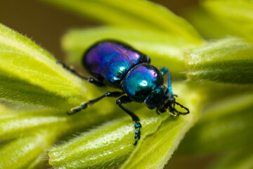 close up of leaf beetle inhabiting on the leaves of wild plants. Altica beetle. Close-up Blue Milkweed Beetles (Chrysochus pulcher)
