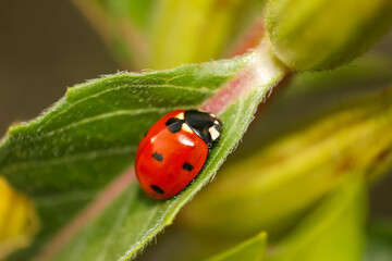 close up of beautiful ladybug perched on green leaf