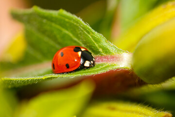 close up of beautiful ladybug perched on green leaf