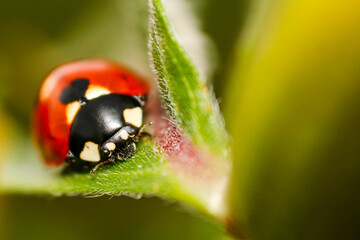 close up of beautiful ladybug perched on green leaf