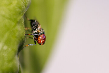 close-up of a fly perched on a green leaf