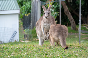 Kangaroos in an urban area
