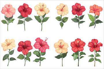 Abstract colorful hibiscus flower vector, Set of different hibiscus flowers, Set of hibiscus flowers, Tropical hibiscus flowers vector illustration