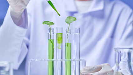 A scientist is carefully adds liquid to test tubes with pennywort, using a dropper. A high-quality...
