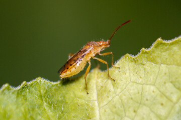 Stink bug on a pumpkin leaf