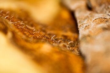 close-up of dry pumpkin leaves