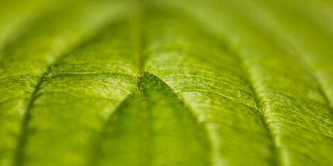 close up of green leaves for background