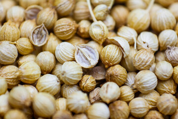 Cleaned dried Coriander (Dhaniya) seeds background texture, pattern. Pile of Dried Coriander grains, kernels. Flat lay. Food concept background. Raw dried coriander seed used as a spice in cooking.