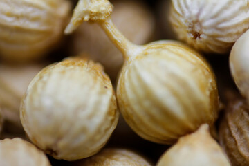 Cleaned dried Coriander (Dhaniya) seeds background texture, pattern. Pile of Dried Coriander grains, kernels. Flat lay. Food concept background. Raw dried coriander seed used as a spice in cooking.