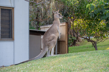 Kangaroos in an urban area