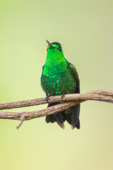 Amazilia Coliazul, Steely-vented Hummingbird, Saucerottia saucerrottei 