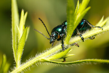 close up of leaf beetle inhabiting on the leaves of wild plants. Altica beetle. Close-up Blue Milkweed Beetles (Chrysochus pulcher)