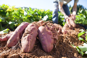 サツマイモを収穫する

