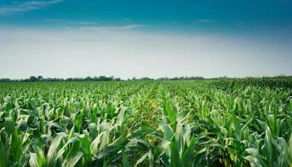 Lush Green Cornfield Under a Clear Blue Sky
