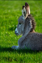 The little donkey is resting on the green grass.