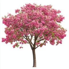 Obraz premium A flowering tree with bright blossoms, isolated on white, highlighting its vivid colors and soft petals