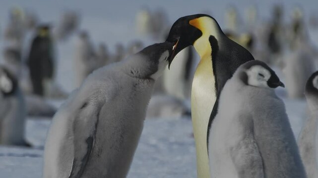 Feeding time for penguin chicks in Antarctica