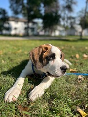 dog in the grass