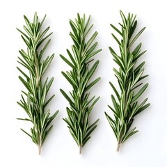 Fototapeta premium Aromatic Rosemary Sprigs on White Background Memory Enhancing Herb for Cooking and Wellness