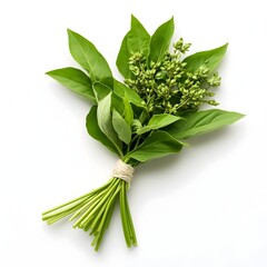 Obraz premium Freshly Harvested Holy Basil Leaves on White Background