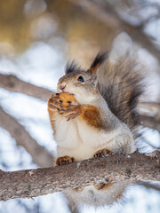 The squirrel with nut sits on tree in the winter or late autumn