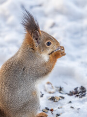 The squirrel in winter sits on white snow.