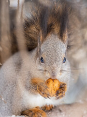 The squirrel with nut sits on tree in the winter or late autumn