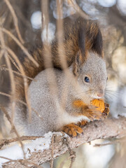 The squirrel with nut sits on tree in the winter or late autumn