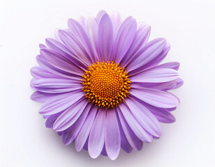 Obraz premium Blooming a purple daisy flower isolated on white background.