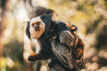 Macaco com filhote
