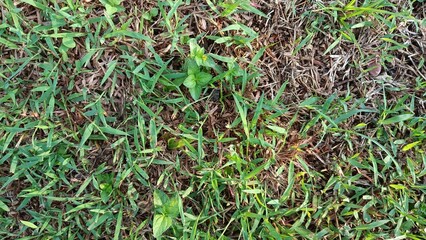 green grass in the garden